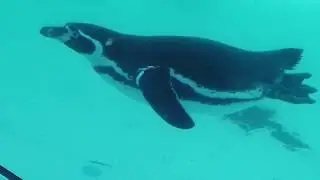 Penguin Swimming (Slow Motion Animation Reference)