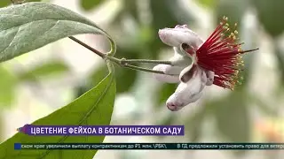 Цветение фейхоа в Ботаническом саду Петра Великого