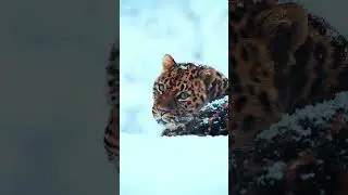 Зачем леопард тащит жертву на дерево? 
