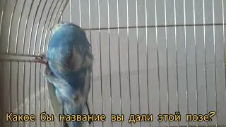 Попугай в позе йоги