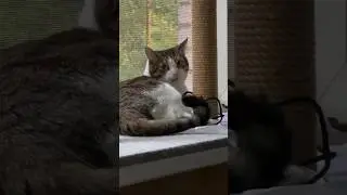 В нашем случае этот аморальный тип — Коровко Гарик