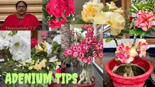 ADENIUM നിറഞ്ഞ് പൂക്കും വീട് 👍👍👍