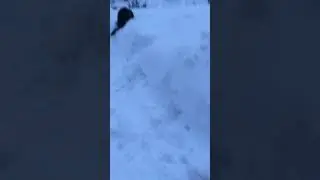 Соседский кот Пират