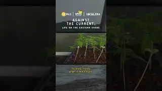 Organic Farming in Flood Waters #farming #climatechange #virginia #shorts