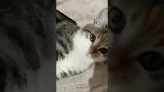 кот учёный