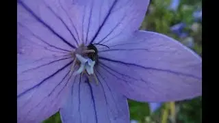 Вместо женьшеня -  самый красивый колокольчик Платикодон.