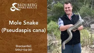 Mole Snake near Brackenfell, Cape Town, Western Cape, South Africa (20170430)