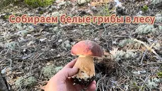Едем в лес за белыми грибами.