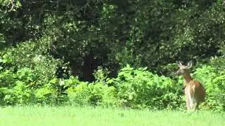 The end surprised me! Wildlife in our Field-Maine