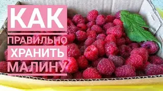 КАК ПРАВИЛЬНО ХРАНИТЬ МАЛИНУ