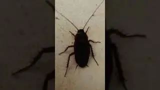 How to identify  cockroach