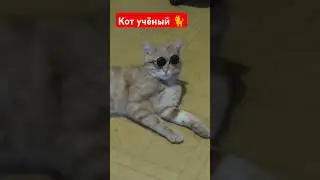 Кот учёный 🐈 