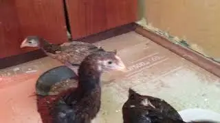 Цыплята от Ятаганки и детей Старчика.Chickens from Yataganka and Starchik's children.