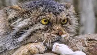 Самые злопамятные и своенравные породы кошек Почему коты злятся?