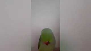 Greenie the Indian Ringneck SPEAKS! | speaking ringneck | #shorts #YoutubeShorts