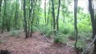 ягоды грибы