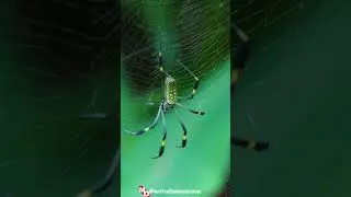 Do You Know : 🕷️ In Egypt, spiders are placed in ..
