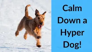 Calm Down a Hyper Dog! 5 Tips That Actually Work