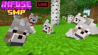 How Many Dogs Do I Need to Break the Server?