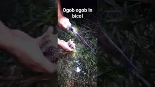 Here in albay we dont say .. Sea orchin ... instead we say.. ogob ogob kan bungaw mo