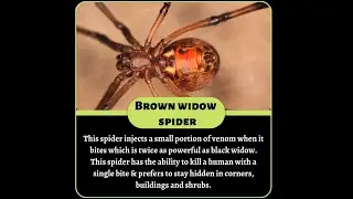 Top 10 Most Poisonous Spiders In The World| Funpectationfad