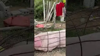 Lợn, heo siêu to nặng hơn tạ chuẩn bị cho lễ lẩu then