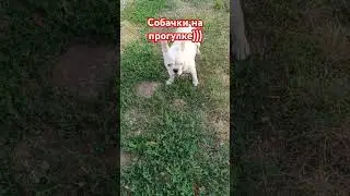 Выгуливаем собачек🙏 #рекомендации #shorfs ❤️❤️❤️