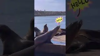 Loud,stinky but very very cute sea lions #sealions  #redondobeachca  #shorts