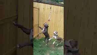 Springpole 101