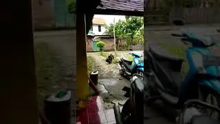Kalkun galak