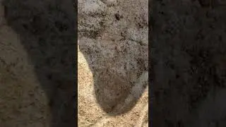 This ant has the most painful bite of any ant in the world.