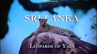 Sri Lanka - Leopards of Yala (2023) Trailer