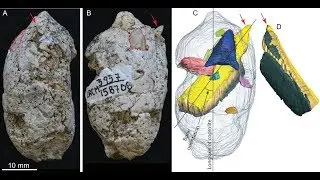 Ancient Poop Proves Extinct Dogs Crushed and Ate Bones