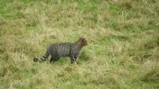 Wild cat