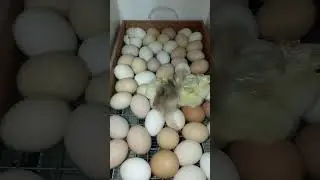 Первые цыплята-разведчики!