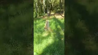 Где отдохнуть дикарём на Селигере,на машине у воды ,стоянки с координатами на карте №17. 