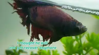 Betta Swim Bladder Disease :(