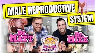 Male Reproductive System | Podcast