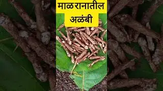 #goa #nature #healthy  #food |अळंबी