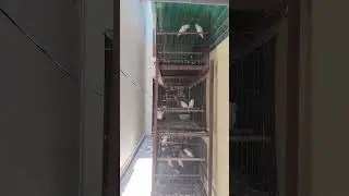 Birds cheerful in hot summer