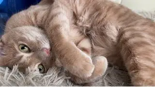 Cute Orange Cat’s Adorable Reaction to Being Woken Up 🥹❤️😻😻 #cute #cat #shorts