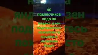 взаимный пиар на яндекс дзен ссылка в описании #shorts #пиар #монетизация