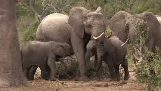 My Africa Memories movie