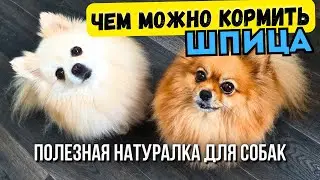 Чем кормить шпица кроме корма 🐾 Натуралка для собак