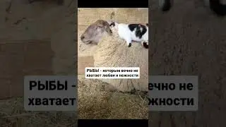 котики