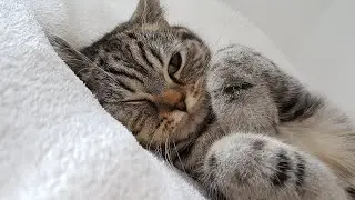 ⭐️KÉPZELET FEJLESZTÉSE⭐️Bújócska🙈🐈