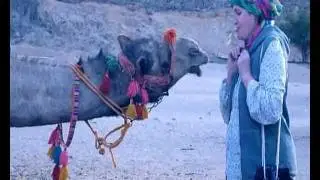 Как целуются верблюды ).avi