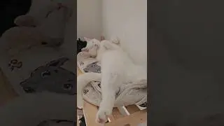 Кошка перешла дорогу в неправильном месте!