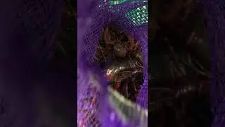 Giant Crawfish (  #mudbugs ) #fishing #fishmonger #fishspecies #shellfish