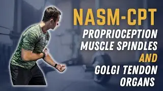 Secrets to Understanding Proprioception, Muscle Spindles & Golgi Tendon Organs || NASM-CPT Prep